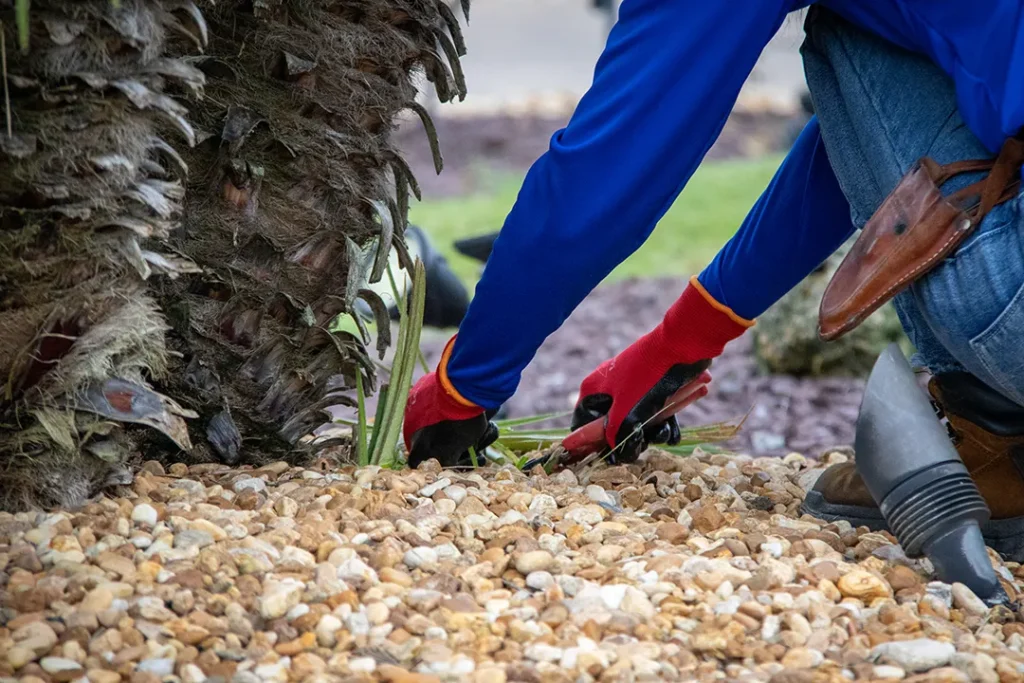 Close-up of a worker in red gloves kneeling on a rock bed, using hand pruners to trim plants at the base of a palm tree.