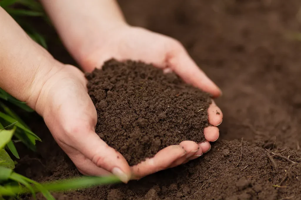 Detailed view of palms full of potting soil, with surrounding earth and green plants at the edge of the frame